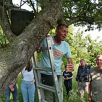Roland Kaul bei der Bruterfolgskontrolle einer Steinkauz-Niströhre.