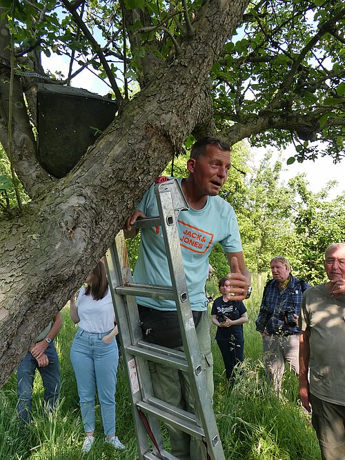 Roland Kaul bei der Bruterfolgskontrolle einer Steinkauz-Niströhre.