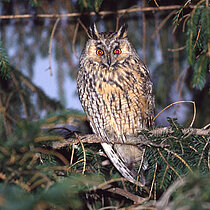 Die Waldohreule auf einem Tannenast.