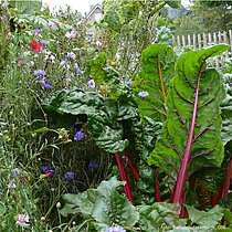 Naturnaher Gemüsegarten am Alten Hof Schoppmann.