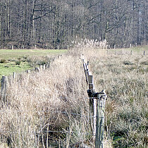 NSG Varlarer Mühlenbach