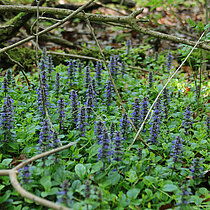 Blühender Kriechender Günsel