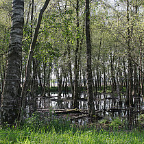 Wahlers Venn - Feuchtwald