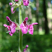 Wald-Ziest mit pinkfarbenen Blüten.
