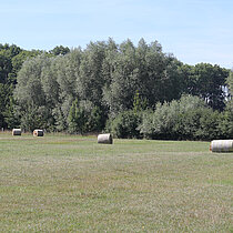 Runde Heuballen auf der Wiese.