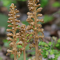 Vogel-Nestwurz, braune, blattlose Orchidee.