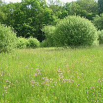 Eine blütenreiche Feuchtwiese mit Bäumen und Büschen.