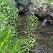 Riesen-Schachtelhalm am Bach.