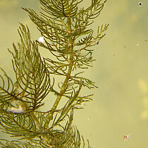 Ähriges Tausendblatt (Myriophyllum spicatum)