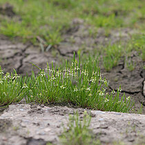 Kleiner Mäuseschwanz