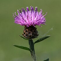 Wiesen-­Flockenblume (Centaurea jacea). In NRW im Bestand gefährdet (Rote Liste NRW 2020)