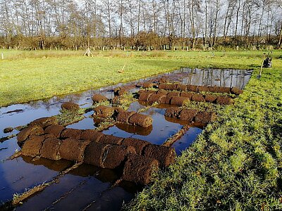 Rettungsaktion Rollrasenübertragung im Kottenbrook 2019.