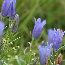 Lungenenzian (Gentiana pneumonanthe). Bestand in NRW gefährdet (Rote Liste NRW 2020)