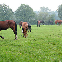 Pferde auf der Weide