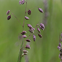 Zittergras mit herzförmigen Blüten.