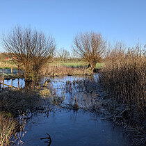 Kopfweiden am Kleingewässer