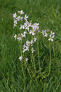 Wiesenschaumkraut (Cardamine pratensis)