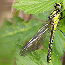Gemeine Keiljungfer, eine Fließgewässerlibelle auf einem Blatt.