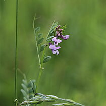 Zaun-­Wicke (Vicia sepium)