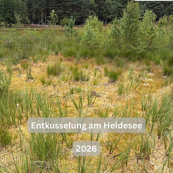Instagram Post 17908706931507402 Entkusseln am Heidesee 🪓🌲Am Heidesee wurde wieder fleißig entkusselt. Dabei haben wir den…
