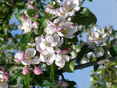 Apfelblüte