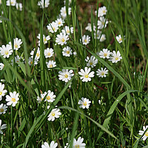 Blühende Große Sternmiere