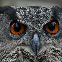 Kopf eines Uhus mit orangeroten Augen.