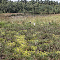 Sumpf-Bärlapp (Lycopodiella_inundata)