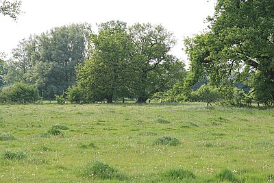 NSG Hirschpark (Nordkirchen): Hier ist die typische Struktur einer Rinderweide zu sehen: An den sogenannten Geilstellen, wo die frischen Kuhfladen liegen, beginnt nach deren Zersetzung die Vegetation wieder zu wachsen. Diese Stellen werden erneut von den Rindern abgeweidet. So entsteht ein Mosaik aus kurzen und hochgewachsenen Bereichen.