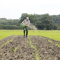 Saatgut vom Wiesefix