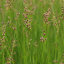 Spitzblütige Binse (Juncus acutiflorus)