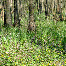 Erlen-Bruchwald mit Nasswiese.