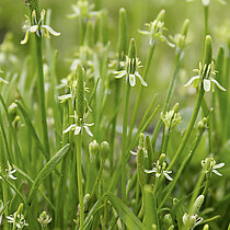 Kleiner Mäuseschwanz (Myosurus minimus)