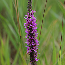 Blühender Blutweiderich