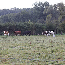 Rinder auf der Weide.