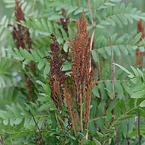 Königsfarn (Osmunda regalis)