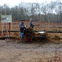 Maßnahmen am Torfstich 1: Heide-Mahdgutübertragung mit Ehrenamtlichen im Januar 2017 (Erosionsschutz Torfdamm, Optimierung Lebensraum Kreuzotter).