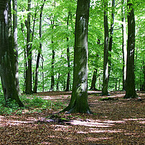 Blick in den Buchenwald.