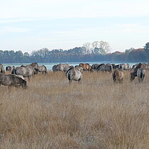 Dülmener Wildpferde auf der Pfeifengraswiese.