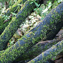 Stelzwurzel am Felsbach