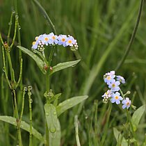 Sumpf-Vergissmeinnicht (Myosotis scorpioides)