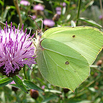 Zitronenfalter auf Flockenblumen Blüte.