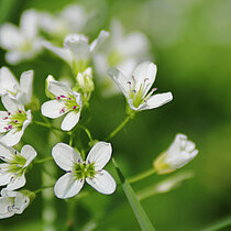 Bitteres Schaumkraut mit weiße Blüte