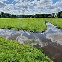 Flutrasenbestände mit Flammenden Hahnenfuß, und Wassernabel haben sich besonders entlang der Entwässerungsgräben der großen Weideflächen ausgebildet.