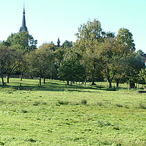 Streuobstwiese mit Blick auf Seppenrade.