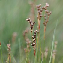 Sparrige Binse (Juncus squarrosus). Bestand in NRW gefährdet (Rote Liste NRW 2020)