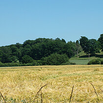 Anhöhe des Bockeler Berges mit einer alten Weide in Hanglage.