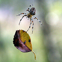 Kreuzspinne am Faden mit einem Blatt.