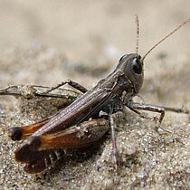 Keulenschrecke