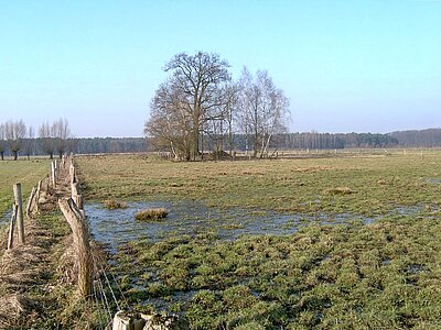 Nassgrünland im Letter Bruch (Dezember).